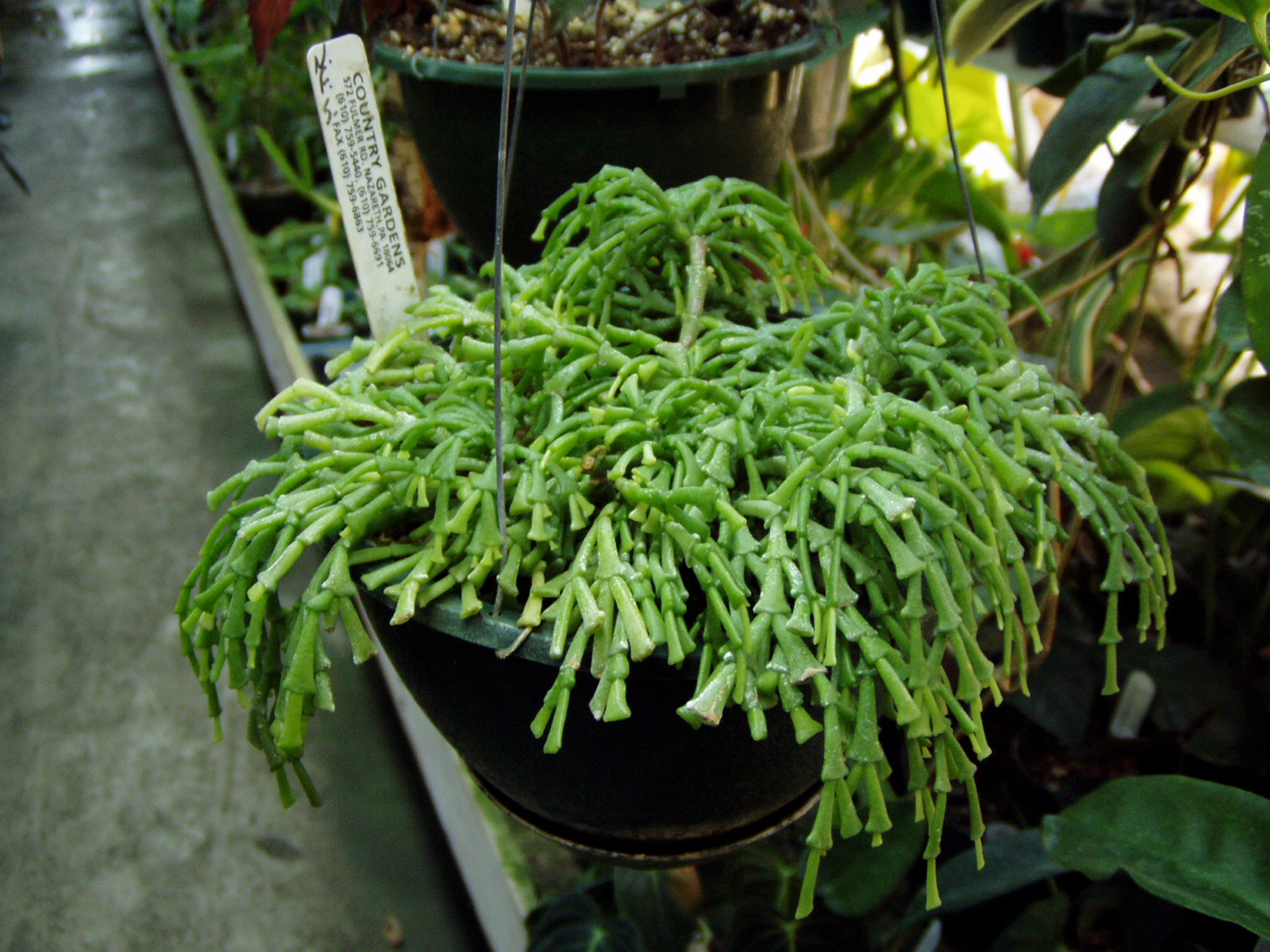 epiphyullanthoides v bradei